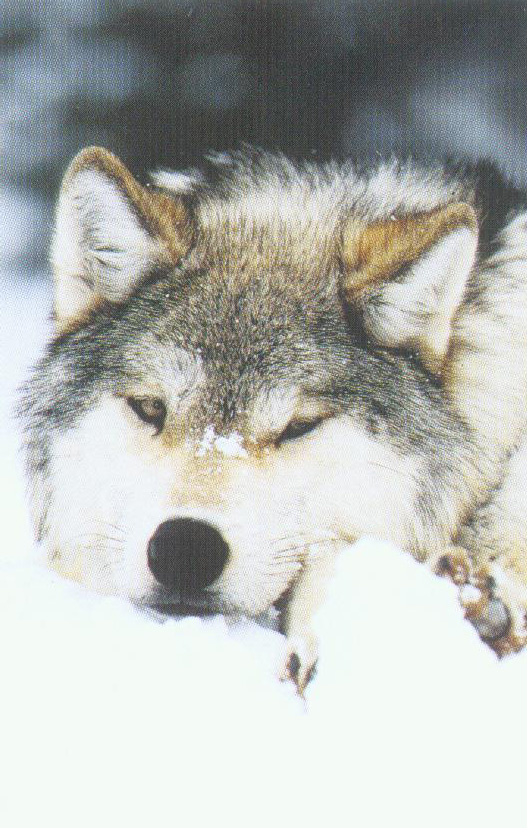 Il lupo di nuovo in Trentino